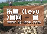 种植基地八